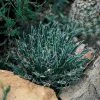 Miniature Century Plant (Agave) -Outdoor Garden Care Shop 12713 agave toumeyana bella
