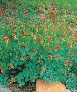 Arizona Columbine 8 Arizona Columbine -Outdoor Garden Care Shop 20816 aquilegia desertorum