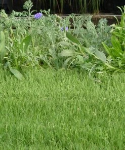 UC Verde® Buffalo Grass Plugs 7 UC Verde® Buffalo Grass Plugs -Outdoor Garden Care Shop 27058