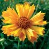 Jethro Tull Coreopsis -Outdoor Garden Care Shop 37913a 2