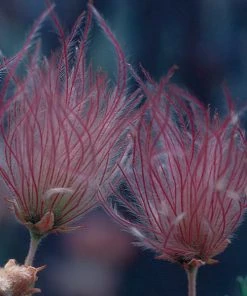 Outdoor Garden Care Shop -Outdoor Garden Care Shop 51450a up close 2 fallugia paradoxa