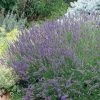 Grosso French Lavender 1 Grosso French Lavender -Outdoor Garden Care Shop 63152 lav grosso 07