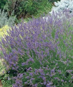 Grosso French Lavender