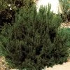 Arp Rosemary -Outdoor Garden Care Shop 82672 rosemary arp