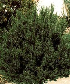 Outdoor Garden Care Shop 41 Arp Rosemary