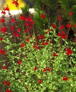 Maraschino Salvia -Outdoor Garden Care Shop 84740 salvia maraschino 1 1