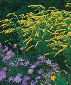 Fireworks Goldenrod (Solidago)