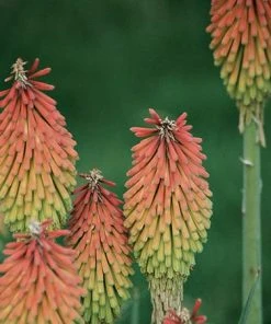 Fire Dance Red Hot Poker -Outdoor Garden Care Shop 96488 kniphofia hirsuta fire dance