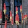 Pfitzer Red Hot Poker Mix 2 Pfitzer Red Hot Poker Mix -Outdoor Garden Care Shop 96491 kniphofia uvaria