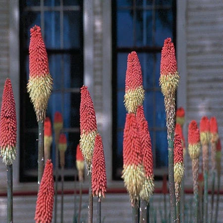 Pfitzer Red Hot Poker Mix 3 Pfitzer Red Hot Poker Mix