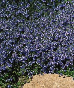Blue Reflection® Veronica
