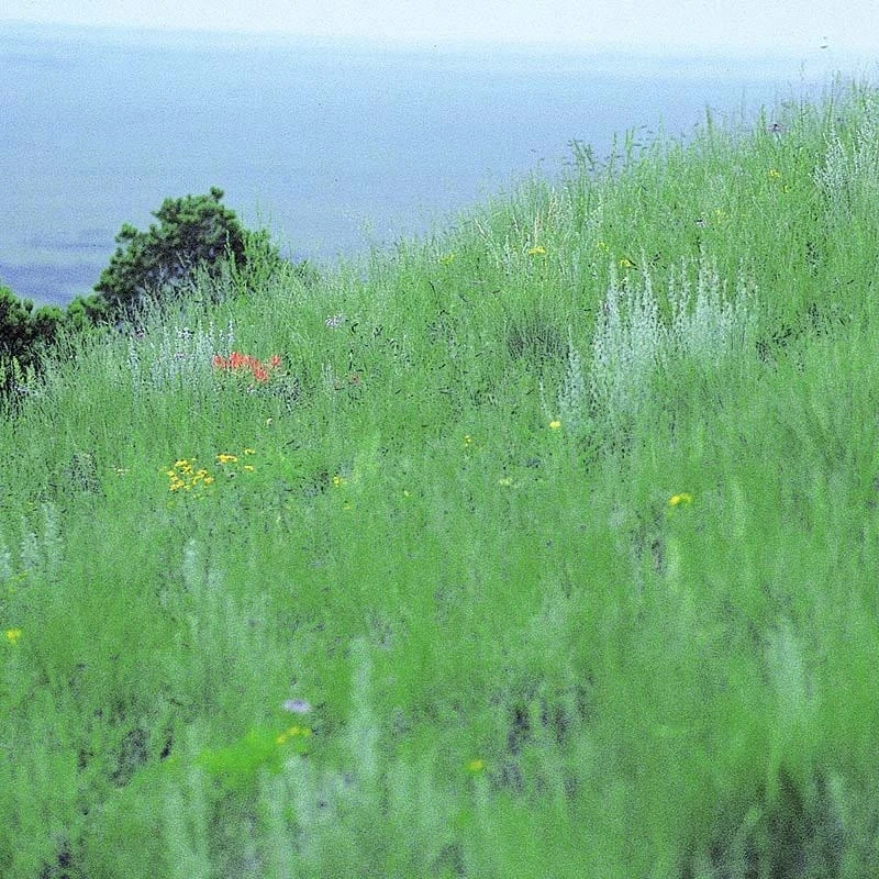 Western Trails Native Grass Seed Mix 4 Western Trails Native Grass Seed Mix - Image 2