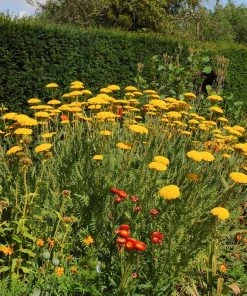Coronation Gold Yarrow -Outdoor Garden Care Shop achillea coronation gold yarrow 10