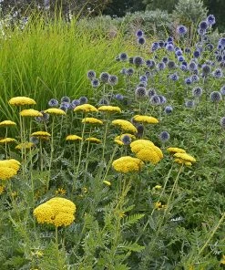 Coronation Gold Yarrow -Outdoor Garden Care Shop achillea coronation gold yarrow globe thistle garden
