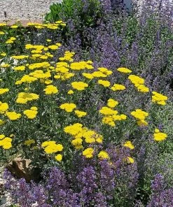 Moonshine Yarrow -Outdoor Garden Care Shop achillea moonshine yarrow 2