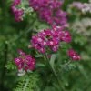 New Vintage™ Violet Yarrow -Outdoor Garden Care Shop achillea new vintage violet bloom purple 1