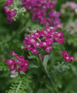 New Vintage™ Violet Yarrow