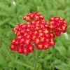 Red Velvet Yarrow 1 Red Velvet Yarrow -Outdoor Garden Care Shop achillea red velvet yarrow garden