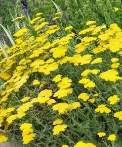 Summer Showstopper Pre-Planned Garden -Outdoor Garden Care Shop achillea moonshine yarrow