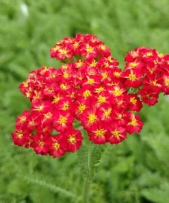Butterfly Paradise Pre-Planned Cottage Garden 17 Butterfly Paradise Pre-Planned Cottage Garden -Outdoor Garden Care Shop achillea red velvet yarrow