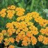 Terracotta Yarrow