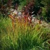 Rain Dance Big Bluestem Grass -Outdoor Garden Care Shop adropogon gerardii rain dance 1
