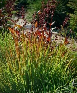Rain Dance Big Bluestem Grass