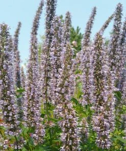 Blue Fortune Agastache 8 Blue Fortune Agastache -Outdoor Garden Care Shop agasatche blue fortune blue garden 1