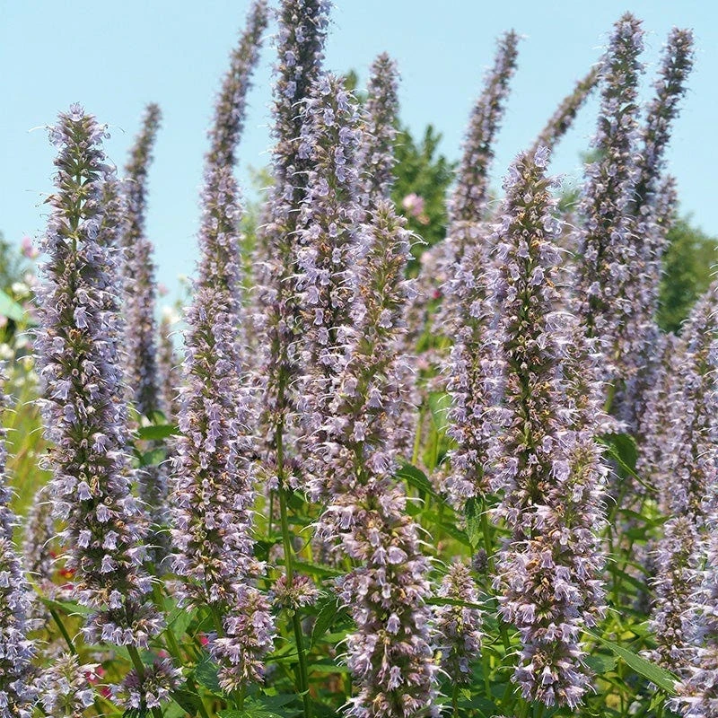 Blue Fortune Agastache 5 Blue Fortune Agastache - Image 3