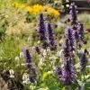 Black Adder Agastache -Outdoor Garden Care Shop agastache black adder 1