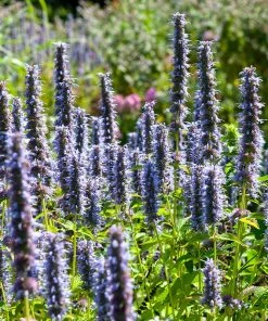 Black Adder Agastache -Outdoor Garden Care Shop agastache black adder 3