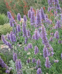 Agastache Collection -Outdoor Garden Care Shop agastache blue blazes
