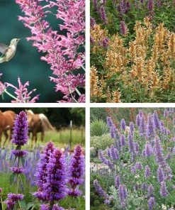 Agastache Collection -Outdoor Garden Care Shop agastache collection 5 9 23