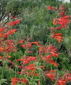 Coronado® Red Agastache