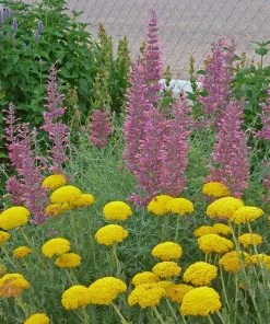 Desert Solstice Agastache 8 Desert Solstice Agastache -Outdoor Garden Care Shop agastache desert solstice achillea gold plate