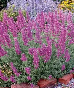 Desert Solstice Agastache 9 Desert Solstice Agastache -Outdoor Garden Care Shop agastache desert solstice bush