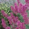 Desert Solstice Agastache -Outdoor Garden Care Shop agastache desert solstice flowers