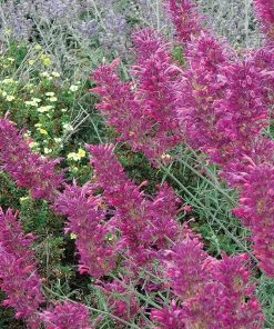 Desert Solstice Agastache