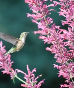 Outdoor Garden Care Shop 13 Agastache Collection