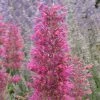 Desert Sunrise® Agastache -Outdoor Garden Care Shop agastache dwf desert sunrise close up 2