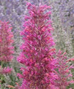 Desert Sunrise® Agastache