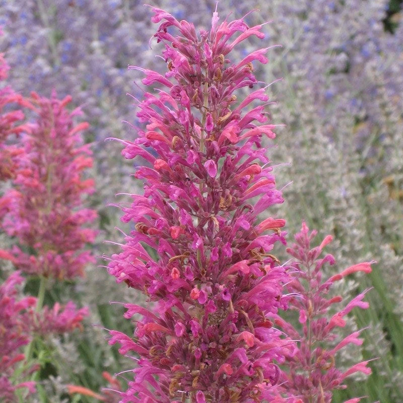 Desert Sunrise® Agastache 3 Desert Sunrise® Agastache