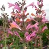 Kudos™ Ambrosia Agastache -Outdoor Garden Care Shop agastache kudos ambrosia terra nova cropped closeup 2