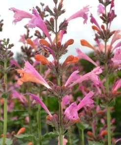 Kudos™ Ambrosia Agastache