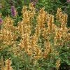 Kudos™ Gold Agastache -Outdoor Garden Care Shop agastache kudos gold terra nova cropped 2 2