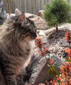 Kudos™ Mandarin Agastache 8 Kudos™ Mandarin Agastache -Outdoor Garden Care Shop agastache kudos mandarin 2