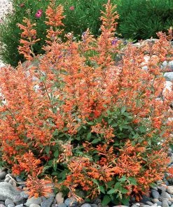 Hummingbird Container Garden 9 Hummingbird Container Garden -Outdoor Garden Care Shop agastache kudos mandarin