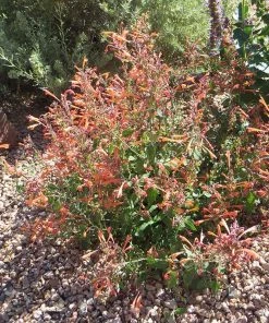 Kudos™ Mandarin Agastache 9 Kudos™ Mandarin Agastache -Outdoor Garden Care Shop agastache kudos mandarin 3