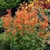 Kudos™ Mandarin Agastache -Outdoor Garden Care Shop agastache kudos mandarin terra nova nurseries cropped 3