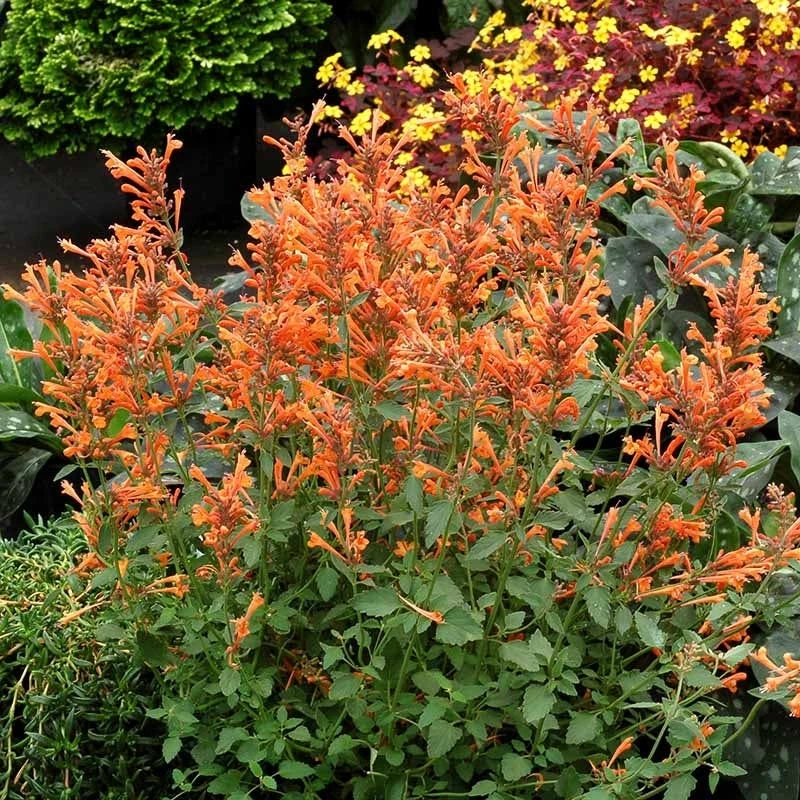 Kudos™ Mandarin Agastache 3 Kudos™ Mandarin Agastache